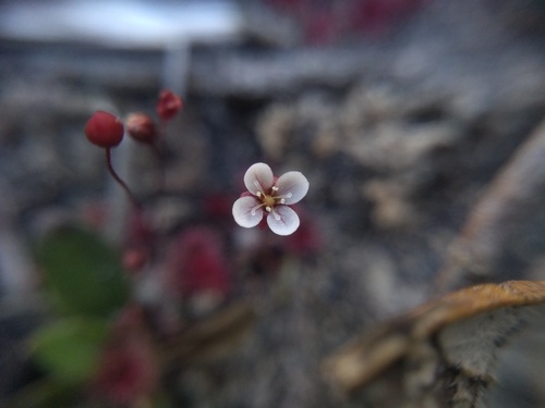 Drosera pygmaea (Drosera pygmaea)