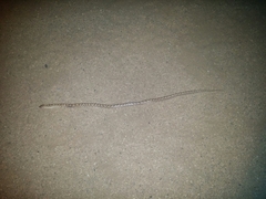 Arizona elegans candida