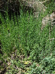 Arthroceras subterminale