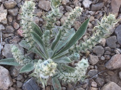 Plantago patagonica