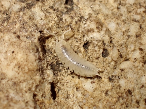 Cylisticus cavernicola