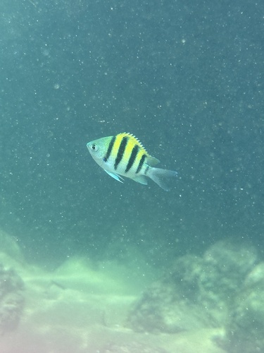 Common sergeant (Abudefduf vaigiensis) — Pomacentridae — 4