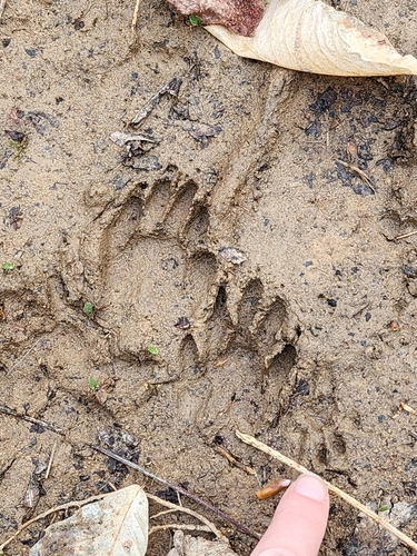 iNaturalist observation 2024-04-09