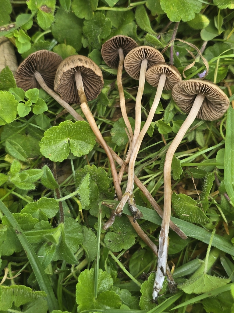 Panaeolus foenisecii · April 2024 · photo: © alan_rockefeller (iNaturalist, cc-by-sa)