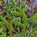 Lycopodium clavatum - Photo (c) Richard Droker,  זכויות יוצרים חלקיות (CC BY-NC-ND)