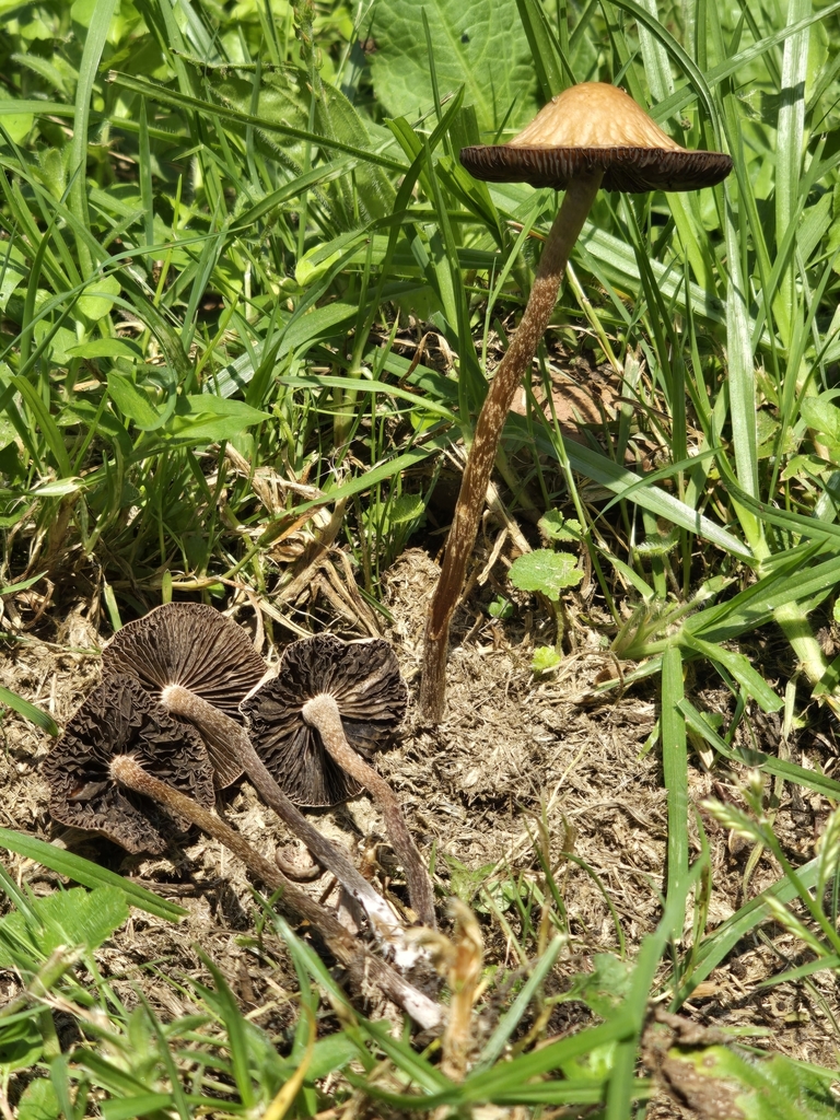 Panaeolus cinctulus · April 2024 · photo: © alan_rockefeller (iNaturalist, cc-by-sa)