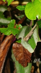 Batrachideini