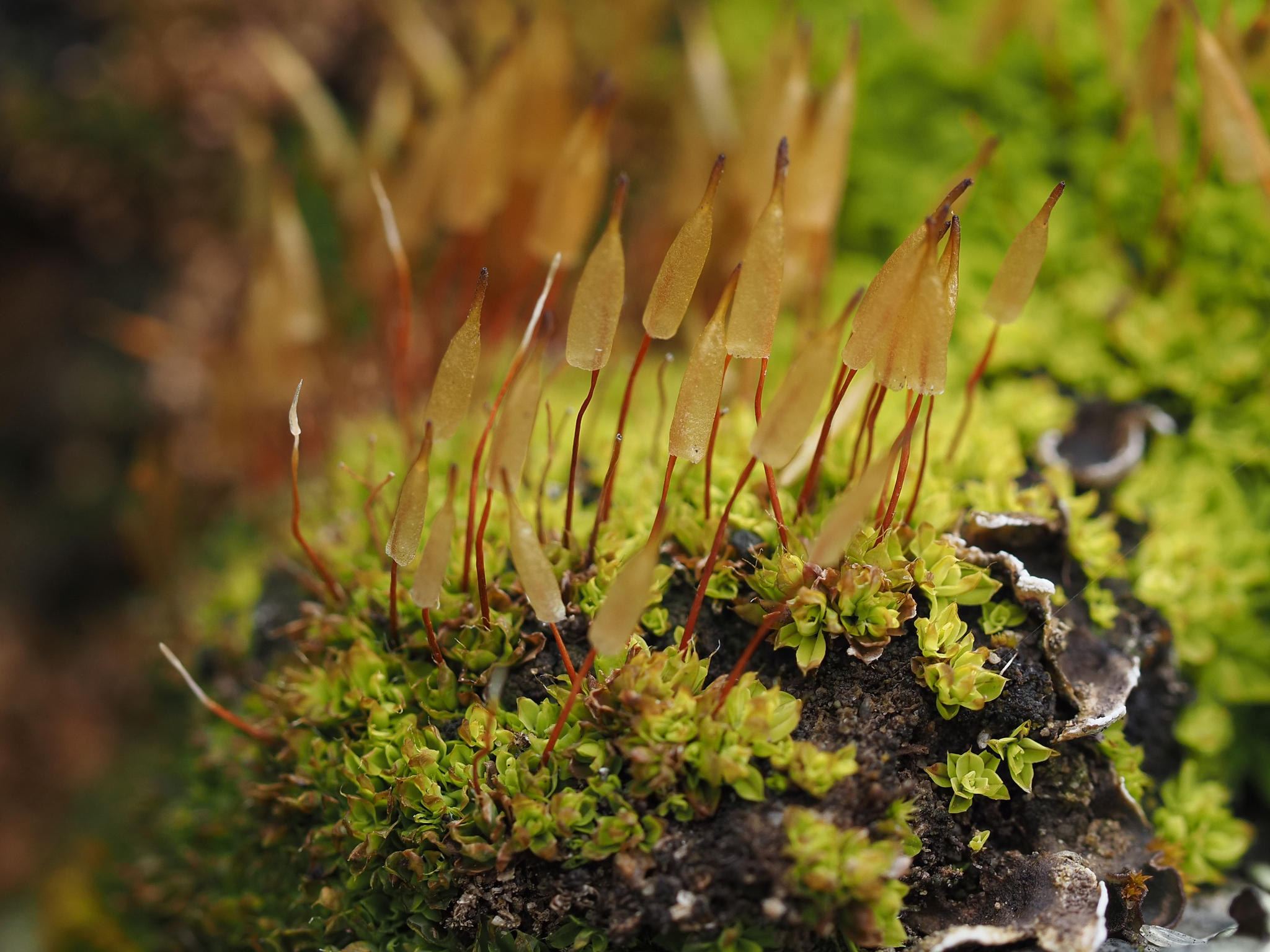 Encalypta rhaptocarpa