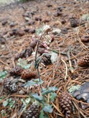 Turritis laxa, photograph (c) Olivier Argagnon, some rights reserved (CC BY)