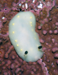 Cadlina flavomaculata