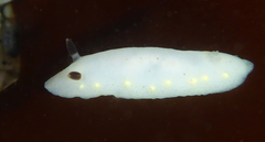Cadlina flavomaculata