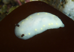 Cadlina flavomaculata