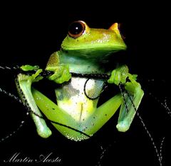Boana cinerascens