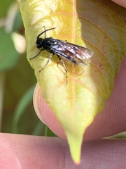 Hymenoptera