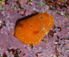 Aldisa sanguinea