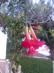 Cantua buxifolia