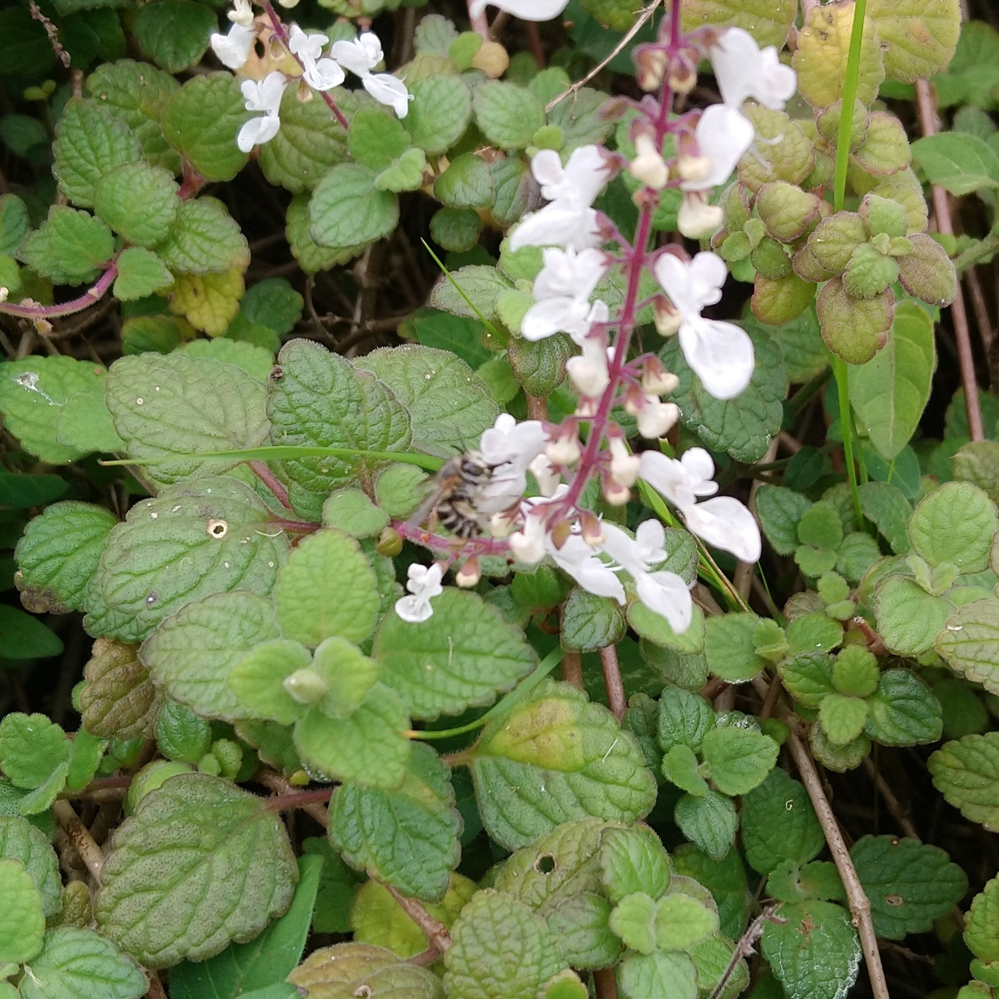 Imagem de Hortelã Variegata