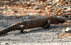 Heloderma horridum