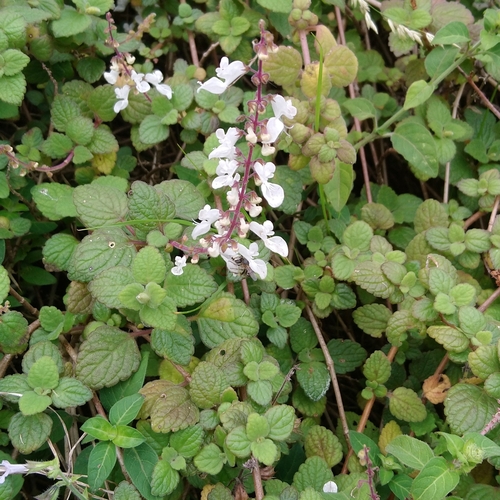 Coleus madagascariensis
