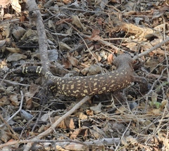 Heloderma horridum