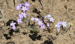 Leptosiphon breviculus