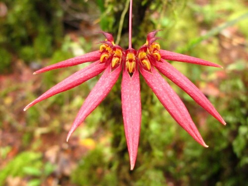 Acuminatum Orchid