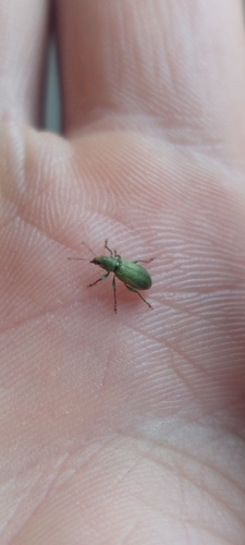 Pachyrhinus lethierryi, 3222 Hellevoetsluis, Nederland, photo 7 of 10
