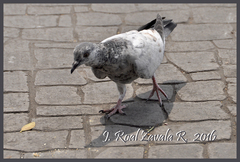 Columba livia