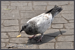 Columba livia