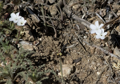 Leptosiphon breviculus