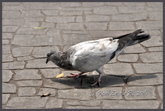 Columba livia