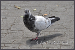 Columba livia