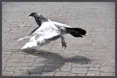 Columba livia