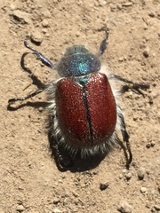 Paracotalpa granicollis