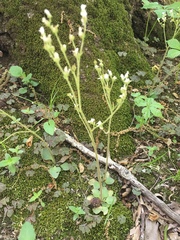 Micranthes virginiensis