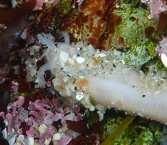 Leptosynapta albicans