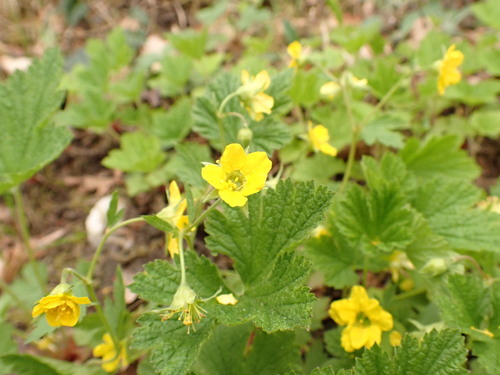 Image of Waldsteinia geoides by (c) Angelika Baumann, some rights reserved (CC BY)