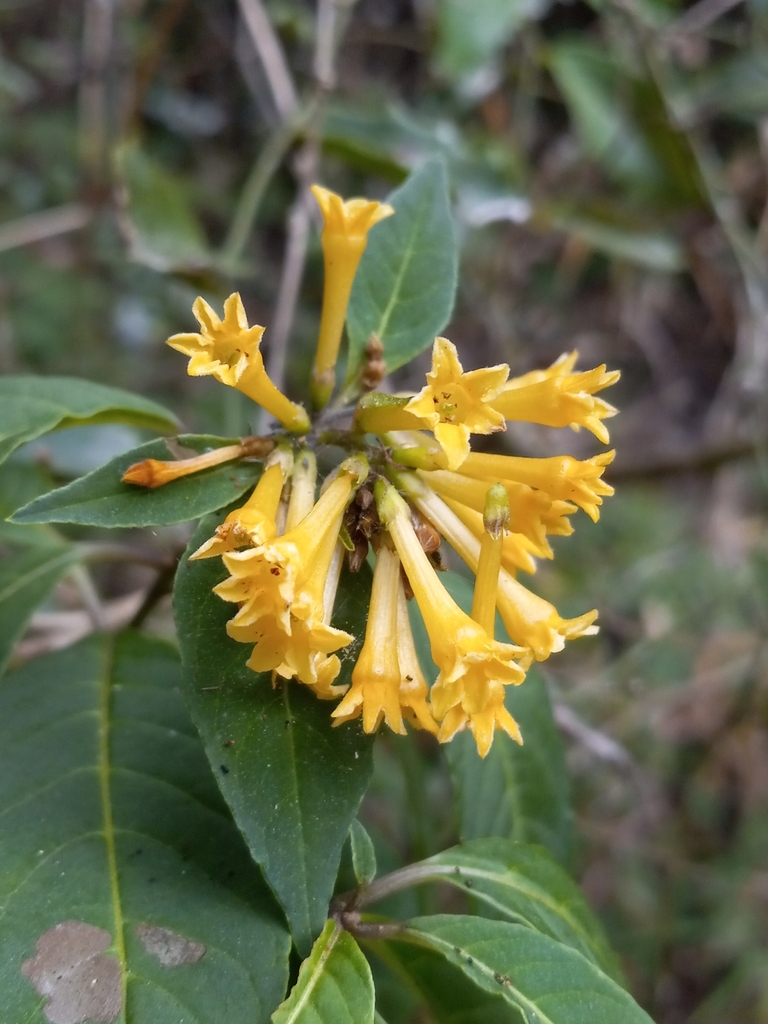 Cestrum sphaerocarpum