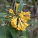 Cestrum sphaerocarpum - Photo (c) Martin Reith, some rights reserved (CC BY-NC), uploaded by Martin Reith