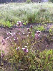 Triphysaria versicolor