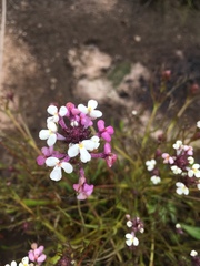 Triphysaria versicolor