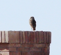 Athene cunicularia