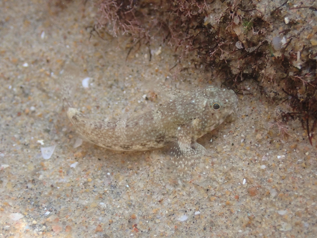 Brownlined Goby