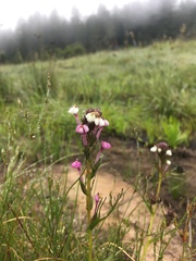 Triphysaria versicolor