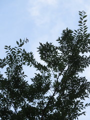Ulmus parvifolia