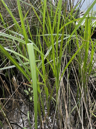 Sea-coast Tuber-bulrush foliage