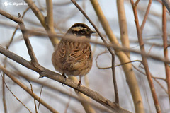 Black-Throated Accentor photo 4