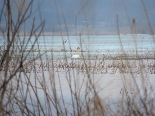 Mute Swan