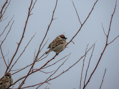 Eurasian Tree Sparrow