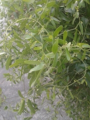 Cocculus diversifolius